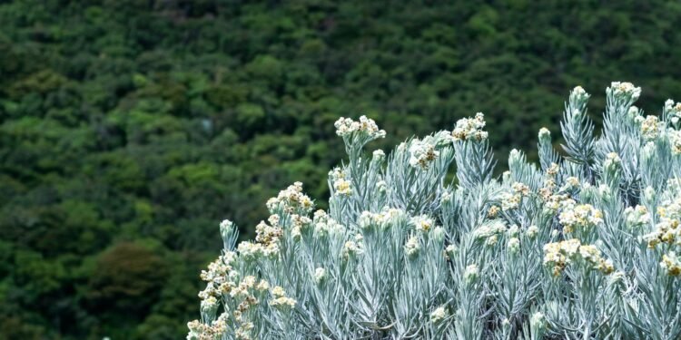 Bunga Edelweiss (Getty Image)