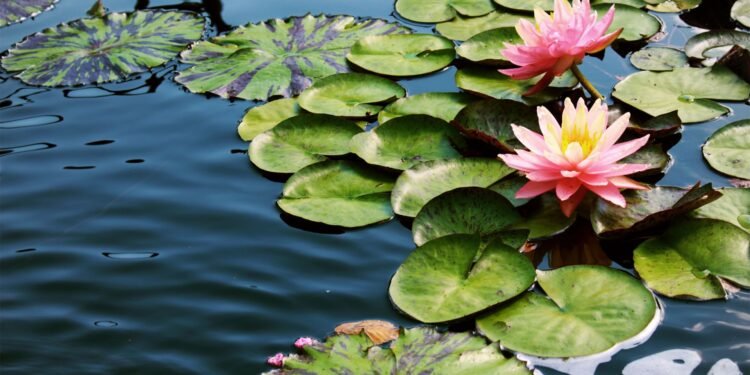 Bunga Teratai (Nymphaea) Foto : Getty Image Signature