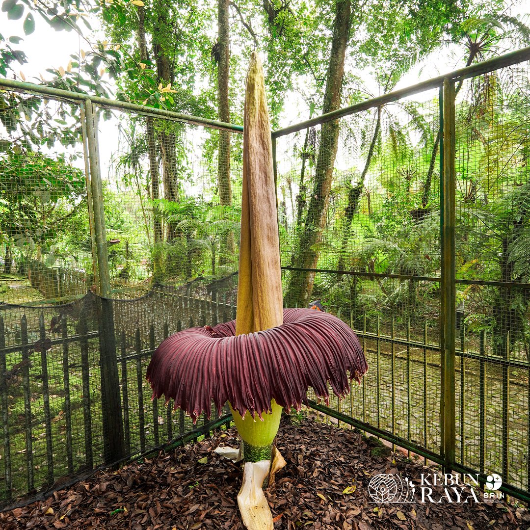 Bunga Bangkai Mekar di Kebun Raya Cibodas Saat Merayakan HUT ke-172_womanindonesia.co.id